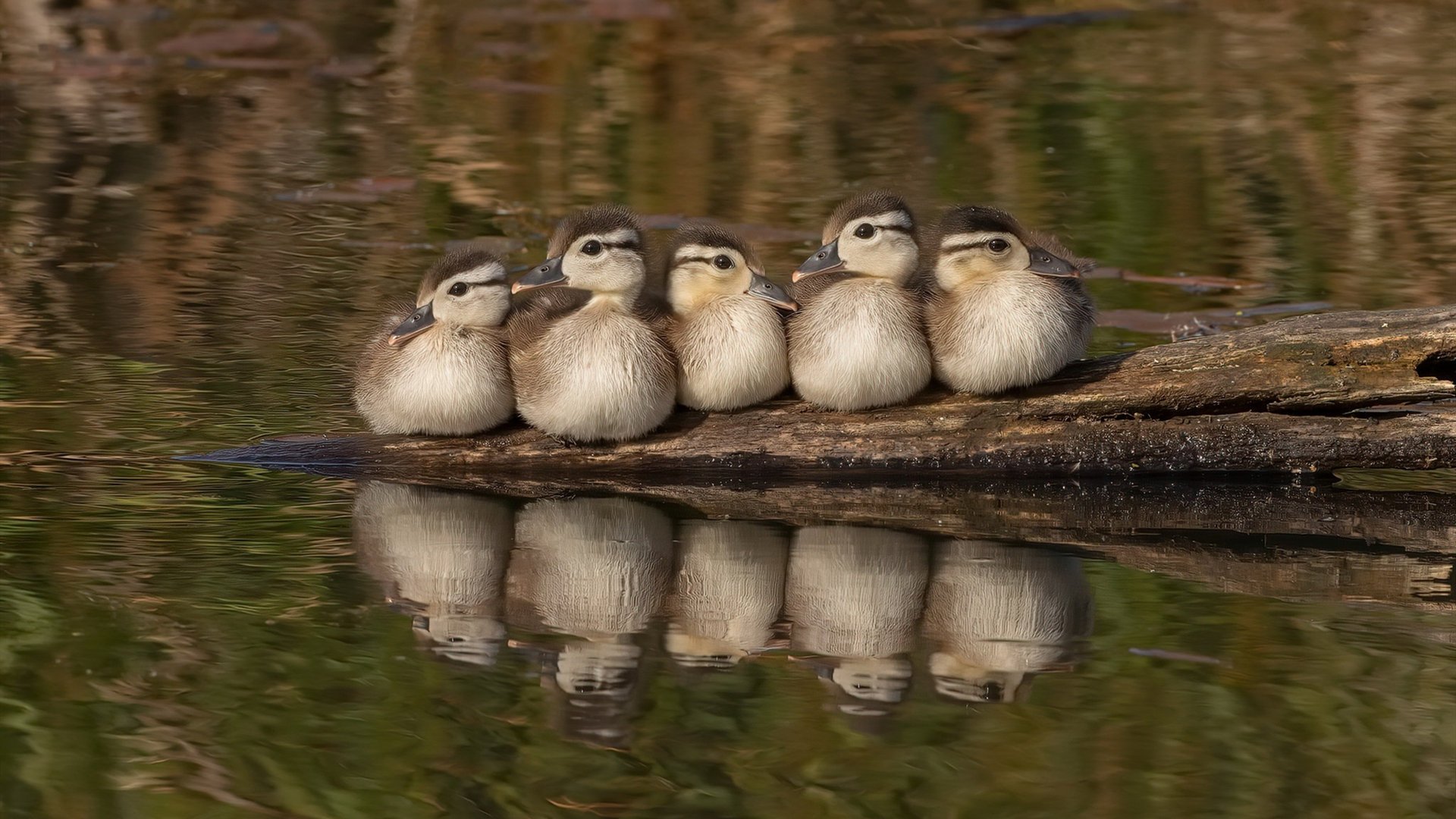 PG平台-班凯罗统治级数据闪耀，深圳队击溃火箭背后的篮球新启示